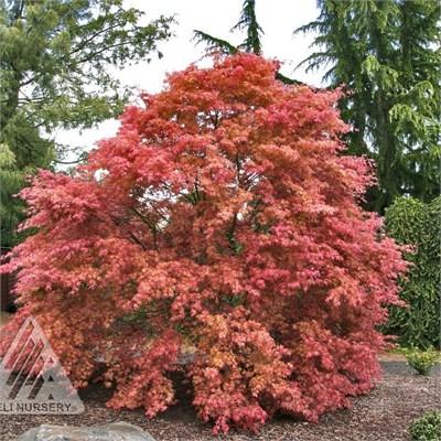 Shindeshojo Japanese Maple
