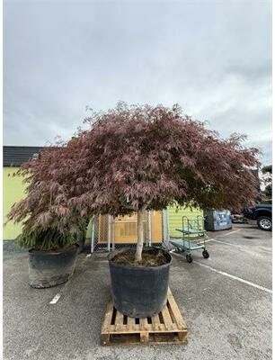 Tamuke Yama 7' Japanese Maple - image 2