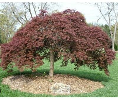 Tamuke Yama Japanese Maple - image 1
