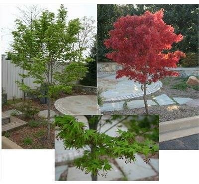 Tobiosho Japanese Maple