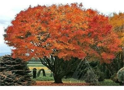 Tobiosho Japanese Maple