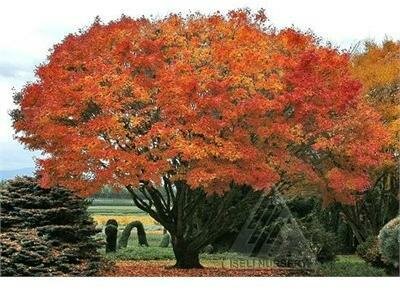 Tobiosho Japanese Maple