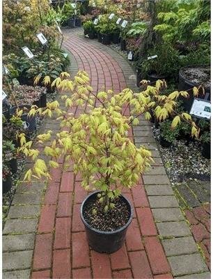 Tsuma Gaki Japanese Maple - image 1