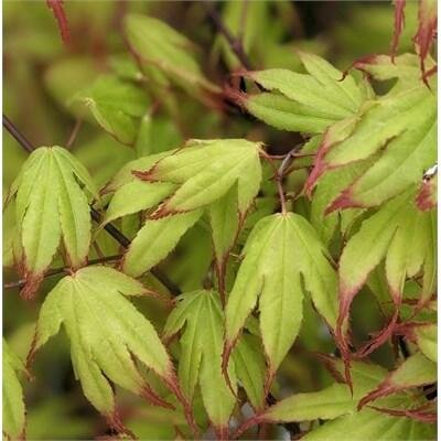 Tsuma Gaki Japanese Maple - image 2