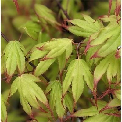 Tsuma Gaki Japanese Maple - image 2