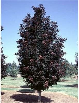 Crimson Sentry Maple