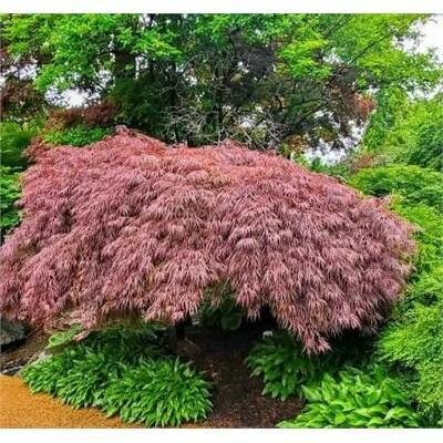 Crimson Queen Weeping Japanese Maple
