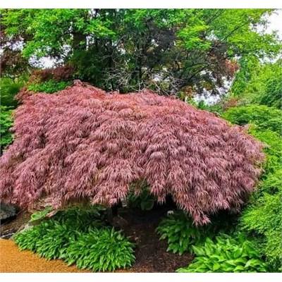 Crimson Queen Weeping Japanese Maple