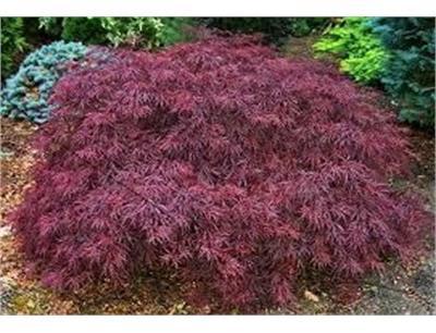 Red Dragon Japanese Maple