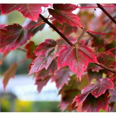 Brandywine Red Maple