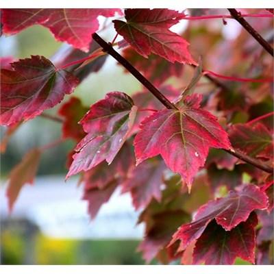 Brandywine Red Maple
