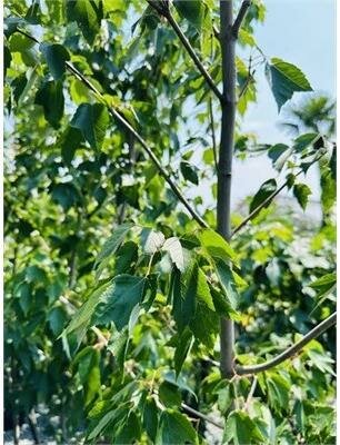 Red Sunset Maple - image 2