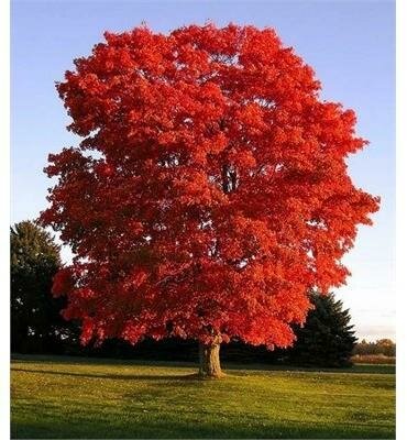 Red Sunset Maple - image 1