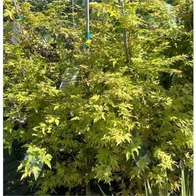 Coral Bark Japanese Maple - Sango Kaku