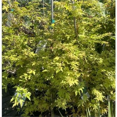 Coral Bark Japanese Maple - Sango Kaku