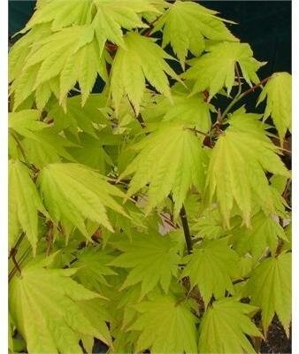Golden Full Moon Maple