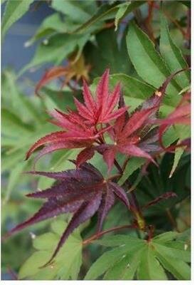 Red Dawn Full Moon Maple