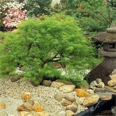 Viridis Weeping Japanese Maple
