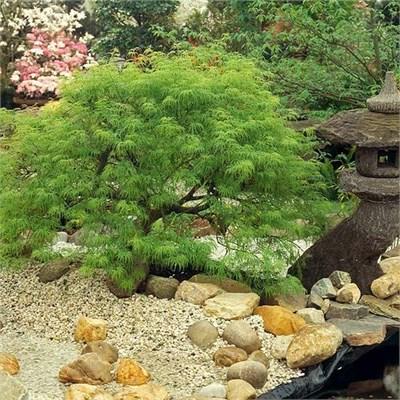 Viridis Weeping Japanese Maple