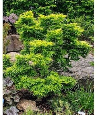 Mikawa Yatsubusa Japanese Maple