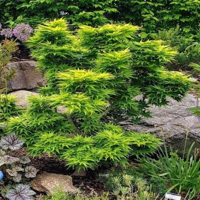 Mikawa Yatsubusa Japanese Maple