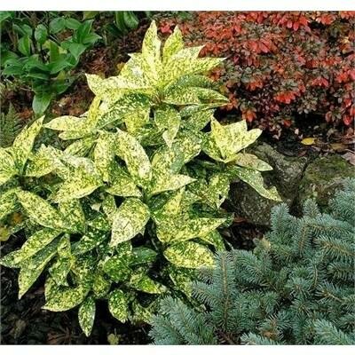 Variegated Acuba