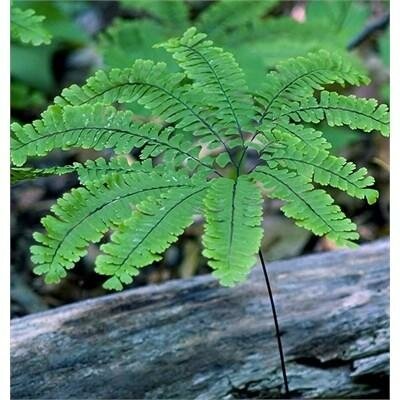 Maidenhair Fern