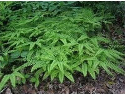 Northern Maidenhair Fern