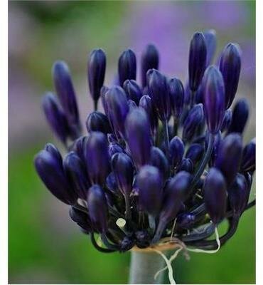 Black Pantha Lily Of The Nile