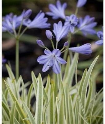 Golden Drop Lily Of The Nile (Agapanthus)