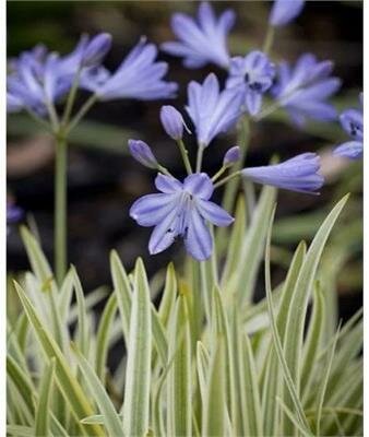 Golden Drop Lily Of The Nile (Agapanthus)
