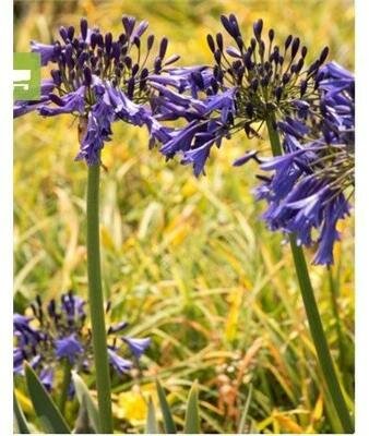 Storm Cloud Agapanthus