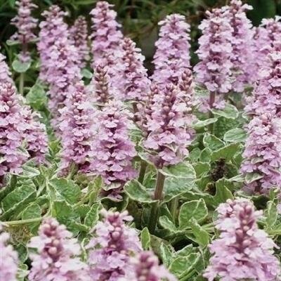 Pink Lightning Carpet Bugle