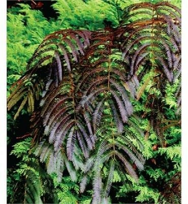 Chocolate Fountain Mimosa Tree - Triple Tree Nurseryland