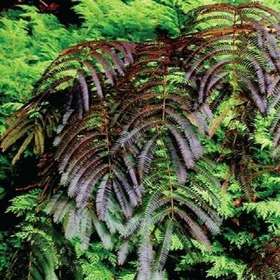 Chocolate Fountain Mimosa Tree