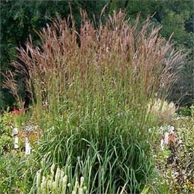 Dancing Wind Big Bluestem Grass