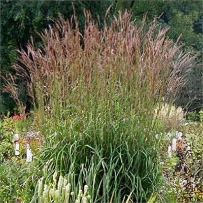 Dancing Wind Big Bluestem Grass