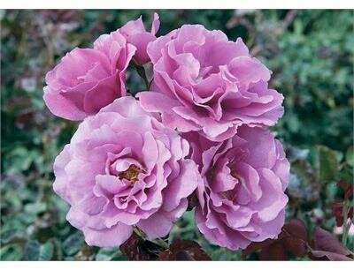 Angel Face Floribunda Rose