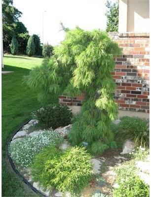 Angel Falls White Pine