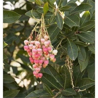 Marina Strawberry Tree