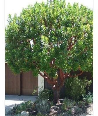 Dwarf Strawberry Tree