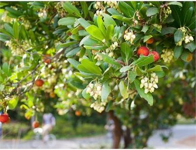 Marina Strawberry Tree