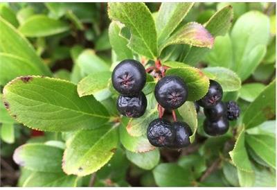 Dwarf Black Chokecherry