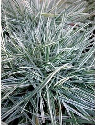 Variegated Bulbous Oat Grass