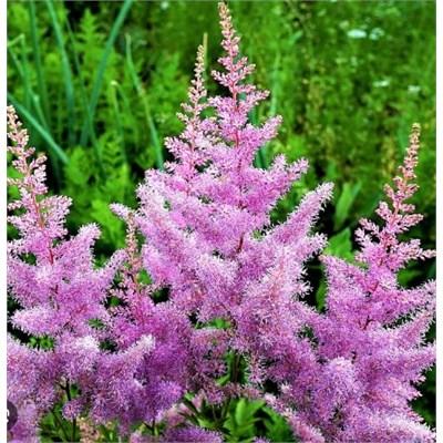 Astilbe Amethyst