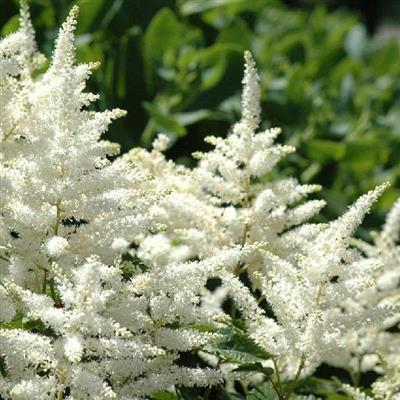 Bridal Veil Astilbe - image 2