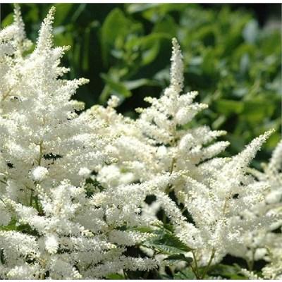 Bridal Veil Astilbe