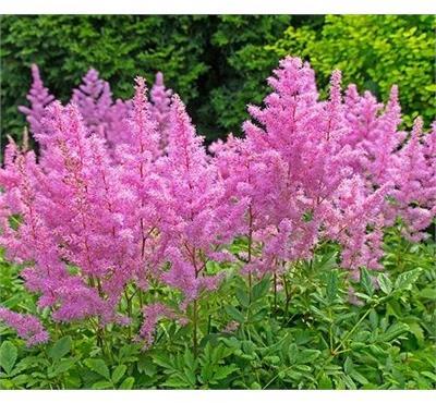 Rhineland Astilbe