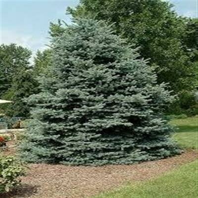 Fat Albert Blue Spruce