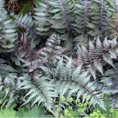 Japanese Painted Fern